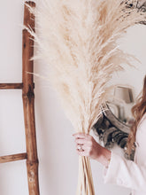 BESPOKE PAMPAS BUNCHES | ASSORTED